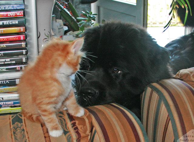 Фото: ньюфаундленд Потап Фидель