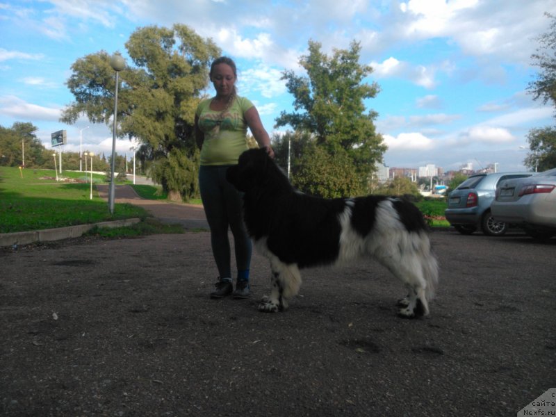 Фото: Элина Юнусова, ньюфаундленд Плюшевая Панда Ферреро Ронд Нуар (Plushevaya Panda Ferrero Rond Noir)