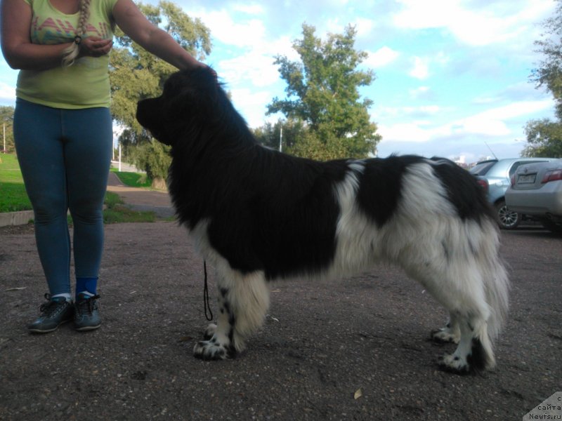 Фото: Элина Юнусова, ньюфаундленд Плюшевая Панда Ферреро Ронд Нуар (Plushevaya Panda Ferrero Rond Noir)