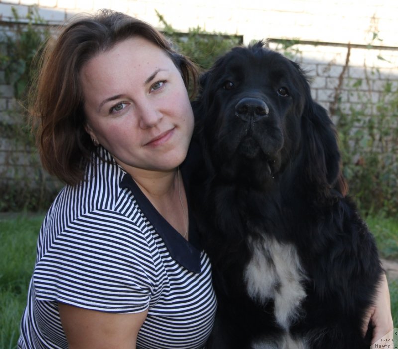 Фото: ньюфаундленд Дак Прайд Вивьен (Dark Pride Vivienne)