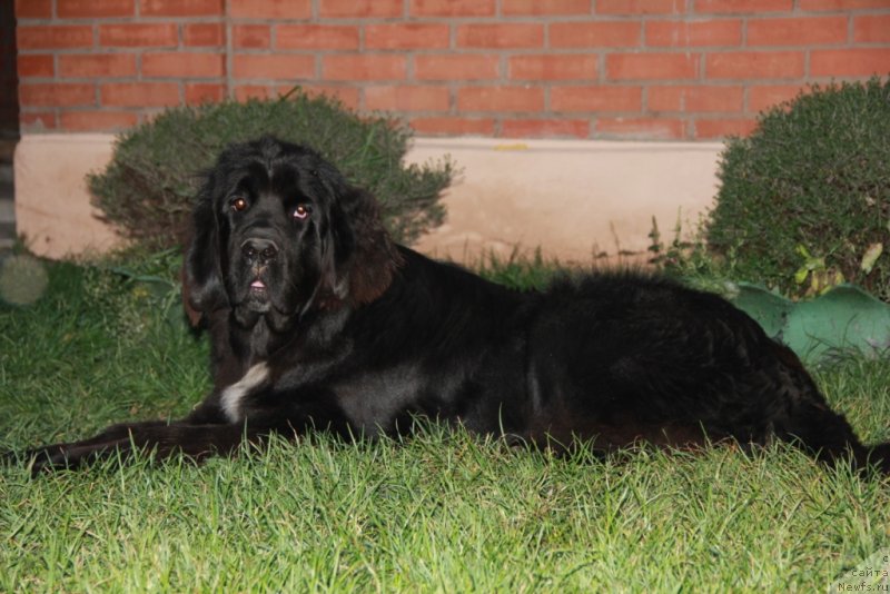 Фото: ньюфаундленд Дак Прайд Вивьен (Dark Pride Vivienne)