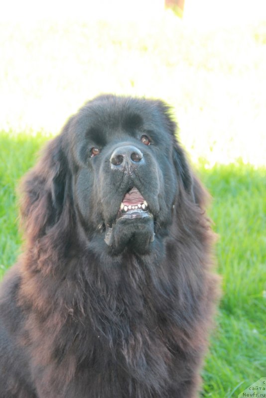 Фото: ньюфаундленд Ньюфорт Харт Брейкер