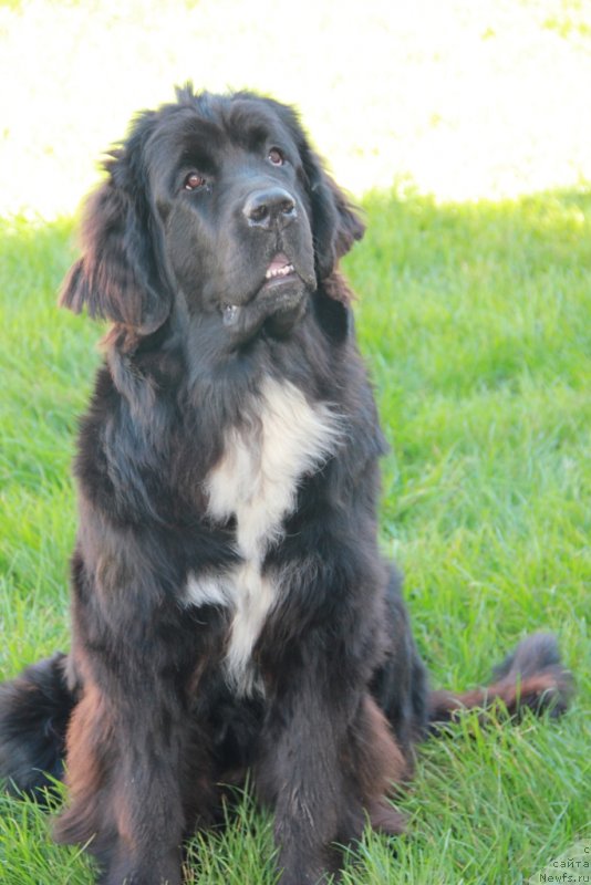 Фото: ньюфаундленд Дак Прайд Вивьен (Dark Pride Vivienne)