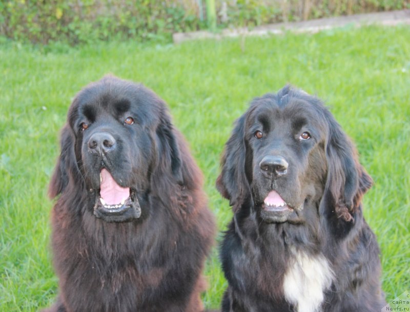 Фото: ньюфаундленд Дак Прайд Вивьен (Dark Pride Vivienne), ньюфаундленд Ньюфорт Харт Брейкер