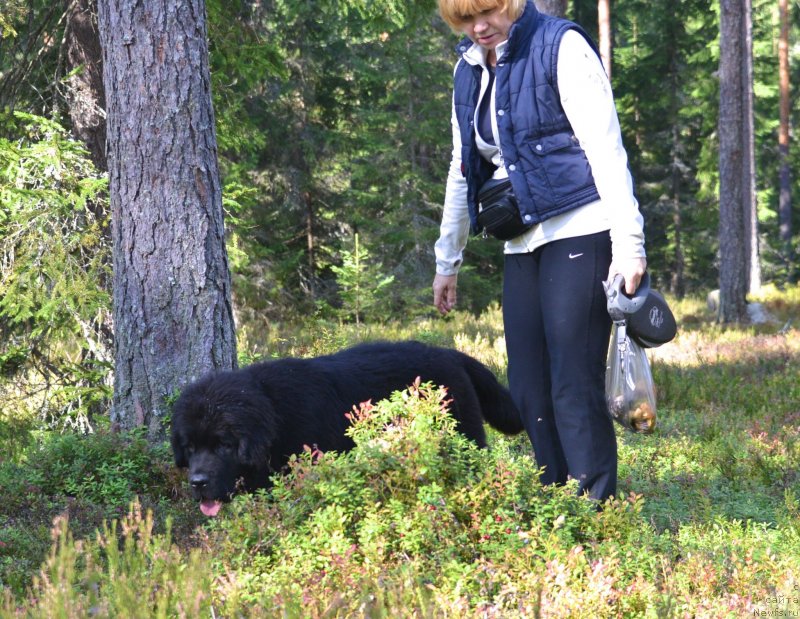 Фото: ньюфаундленд Бегущая по Волнам Есперанто Етуло Чуи, Маргарита Завацкова
