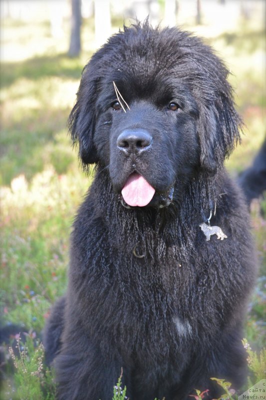 Фото: ньюфаундленд Бегущая по Волнам Есперанто Етуло Чуи