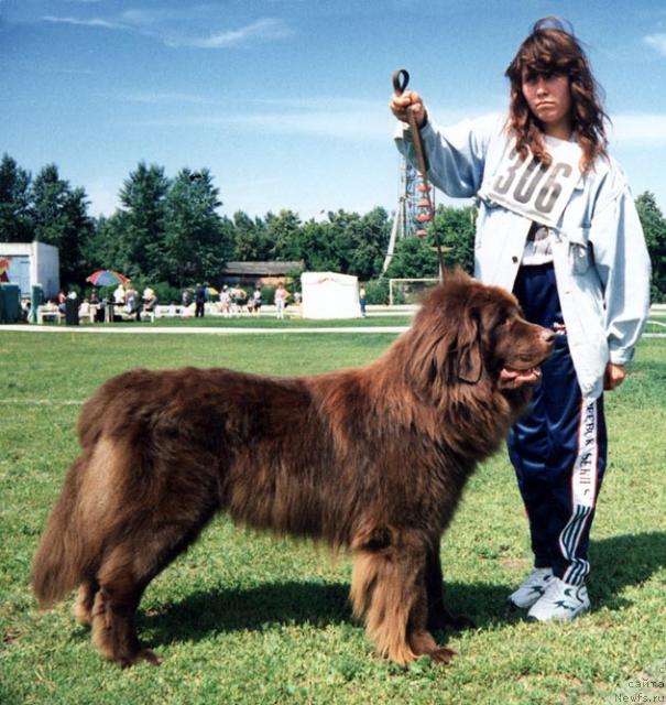 Фото: ньюфаундленд Юкки Уинди