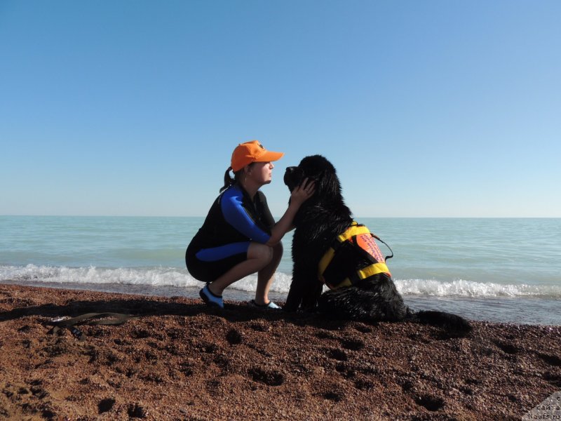 Фото: ньюфаундленд Би Перфект Арабелла, Ирина Павлова