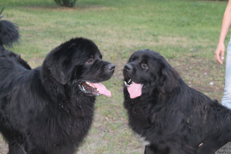 Фото: ньюфаундленд Омар Шериф, ньюфаундленд Аквиан Сонг Инсайд Ми Ворд