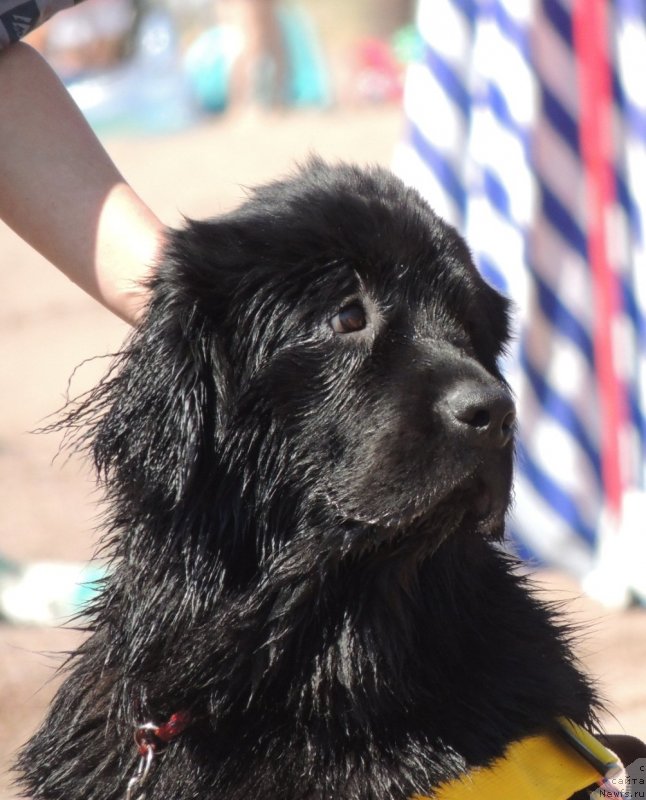 Фото: ньюфаундленд Би Перфект Арабелла