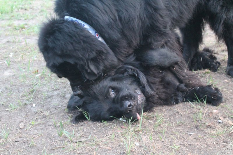 Фото: ньюфаундленд Омар Шериф, ньюфаундленд Аквиан Сонг Инсайд Ми Ворд