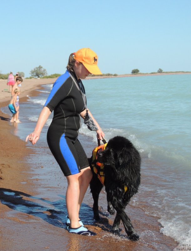 Фото: ньюфаундленд Би Перфект Арабелла, Ирина Павлова