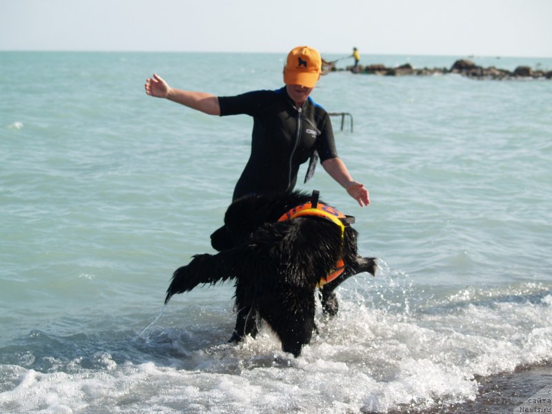 Фото: ньюфаундленд Би Перфект Арабелла, Ирина Павлова