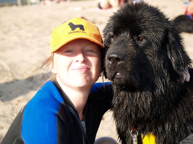 Фото: ньюфаундленд Би Перфект Арабелла, Ирина Павлова