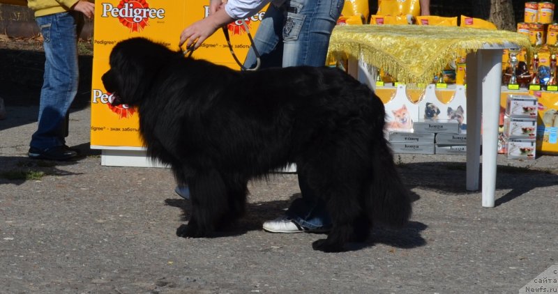 Фото: ньюфаундленд Вашингтон