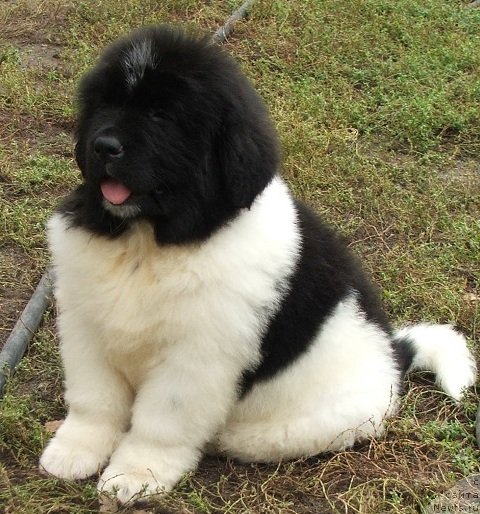 Фото: ньюфаундленд Плюшевая Панда Шелковая Белая Ночь (Plushevaya Panda Schelkovaja Belaja Notsch)