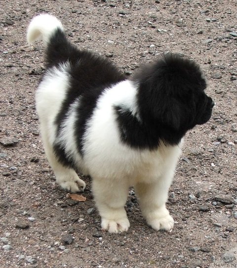 Фото: ньюфаундленд Плюшевая Панда Шелковая Белая Ночь (Plushevaya Panda Schelkovaja Belaja Notsch)