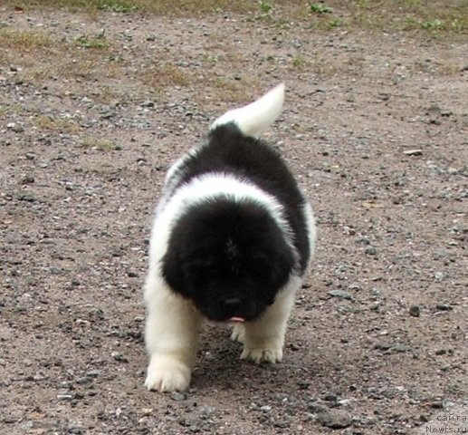 Фото: ньюфаундленд Плюшевая Панда Шелковая Белая Ночь (Plushevaya Panda Schelkovaja Belaja Notsch)
