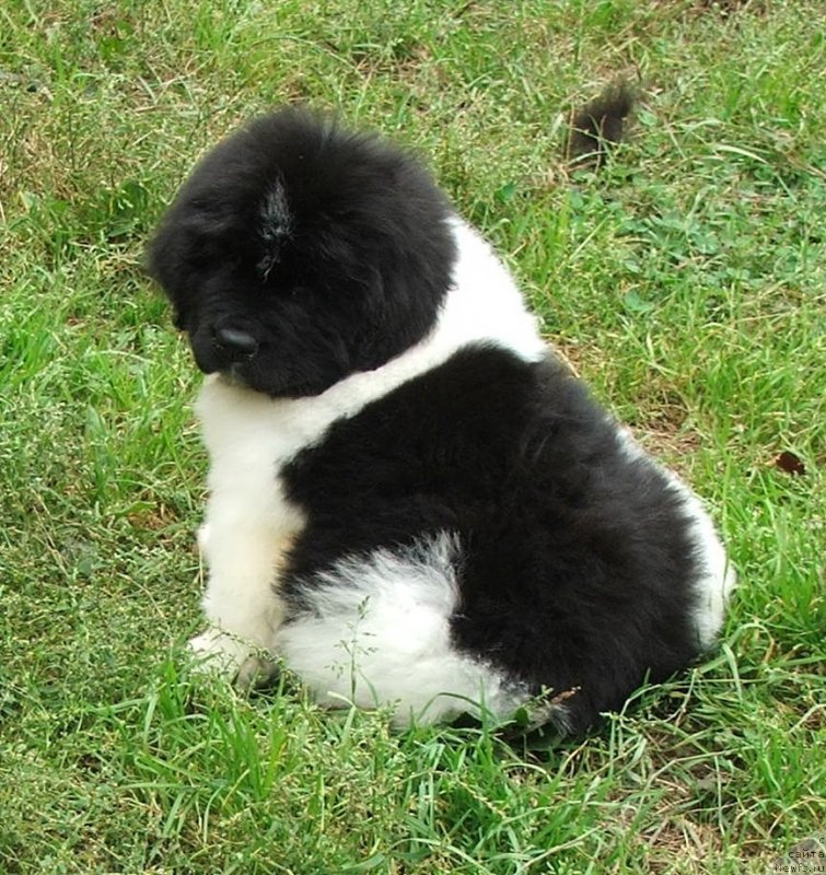 Фото: ньюфаундленд Плюшевая Панда Шелковая Белая Ночь (Plushevaya Panda Schelkovaja Belaja Notsch)