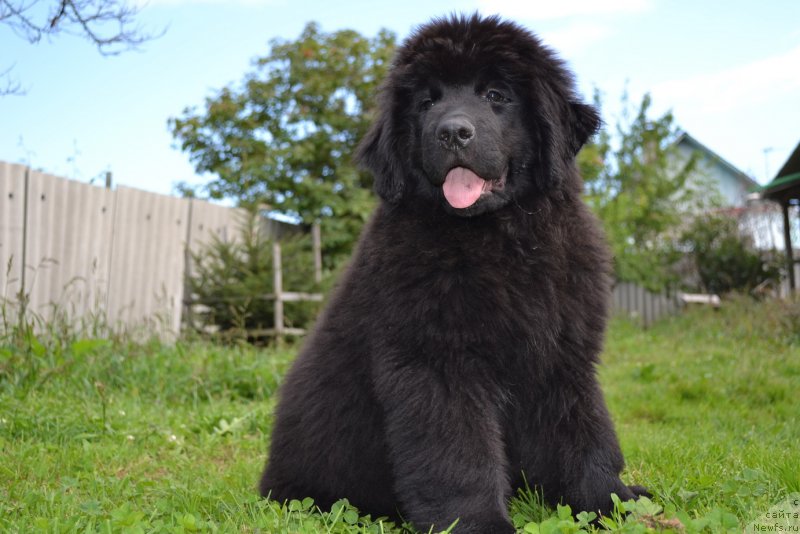 Фото: ньюфаундленд Талисман Моря Магия Волн