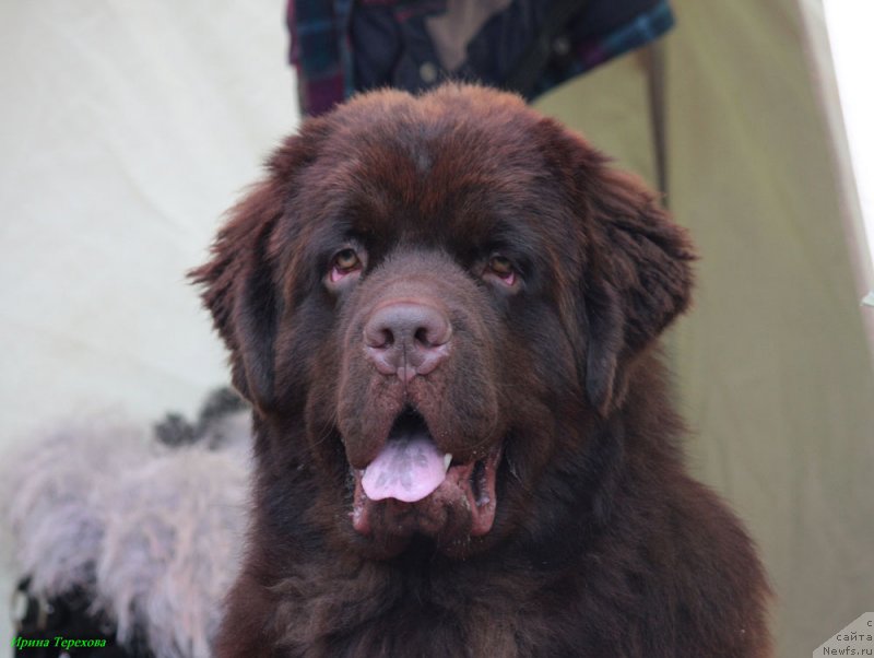 Фото: ньюфаундленд Чармер Денкам Бронз (Charmer Denkam Bronze)