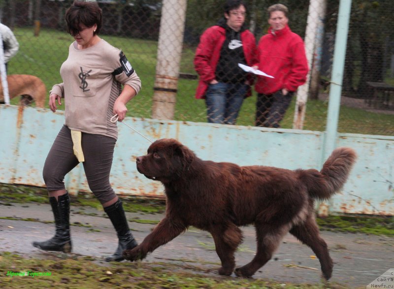 Фото: ньюфаундленд Чармер Денкам Бронз (Charmer Denkam Bronze), Катюша