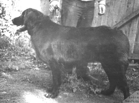 Фото: ньюфаундленд Ладжери