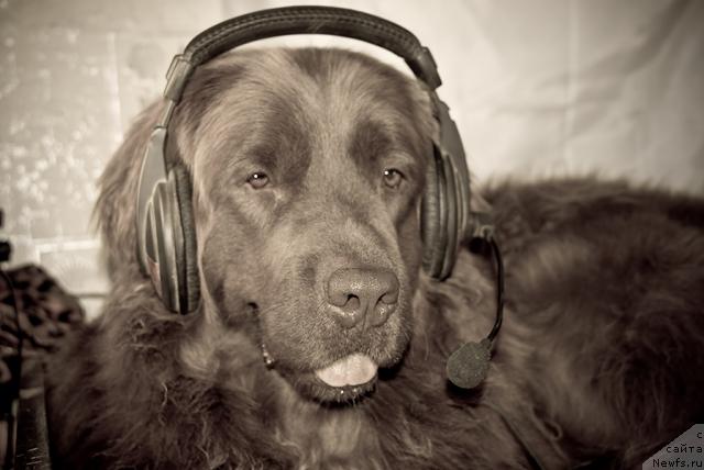 Фото: ньюфаундленд Лесная Сказка Изольда