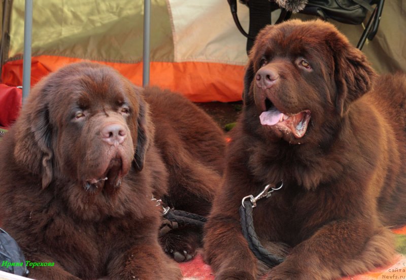 Фото: ньюфаундленд Чарли Де Бест Хелфи Пэл (Charli The Best Helfi Pel), ньюфаундленд Чармер Денкам Бронз (Charmer Denkam Bronze)