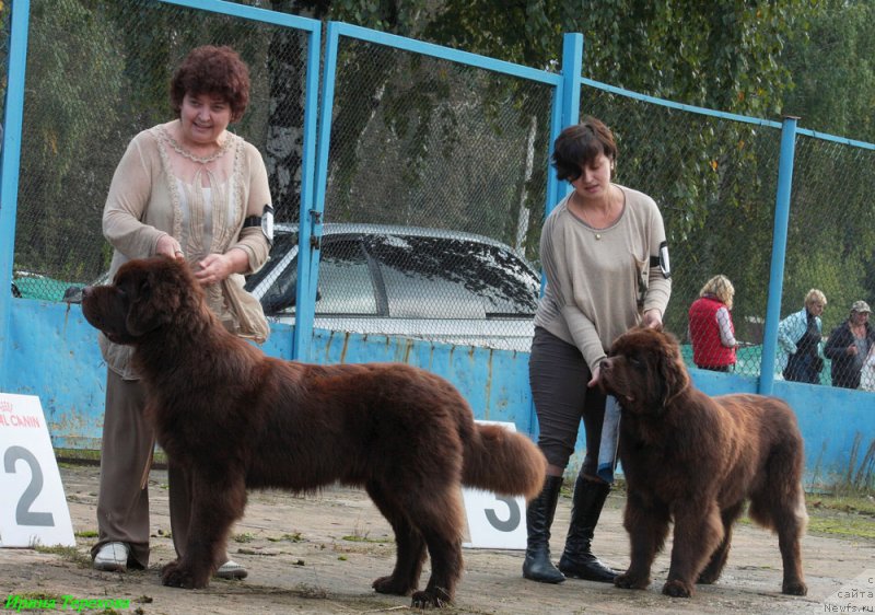 Фото: ньюфаундленд Чарли Де Бест Хелфи Пэл (Charli The Best Helfi Pel), ньюфаундленд Чармер Денкам Бронз (Charmer Denkam Bronze)