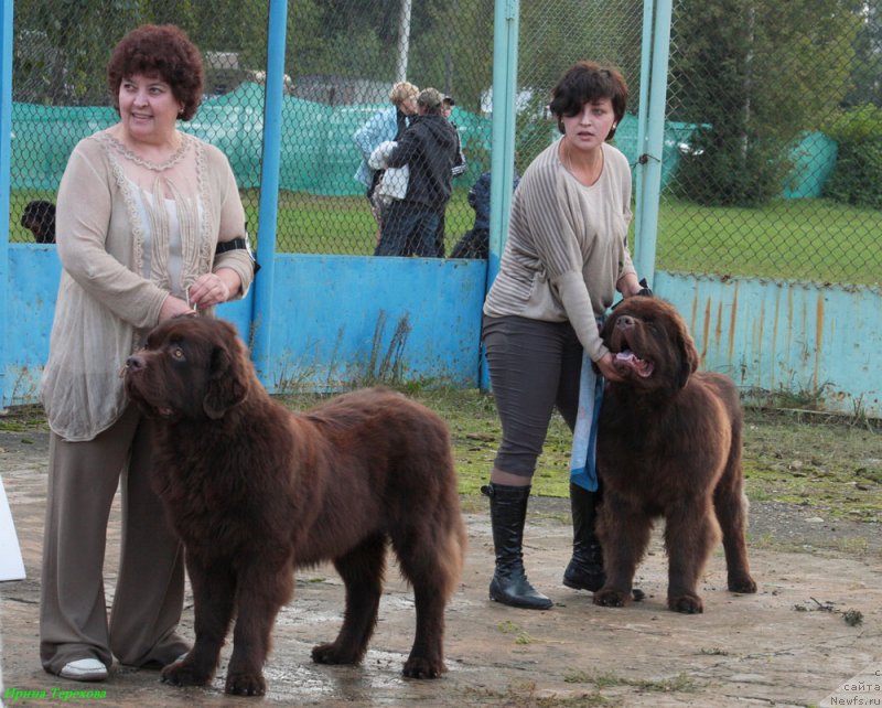 Фото: ньюфаундленд Чарли Де Бест Хелфи Пэл (Charli The Best Helfi Pel), ньюфаундленд Чармер Денкам Бронз (Charmer Denkam Bronze)