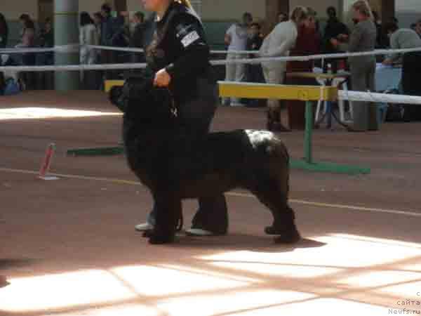 Фото: ньюфаундленд Плюшевая Панда Бархатная Роза (Plushevaya Panda Barhatnaya Roza)