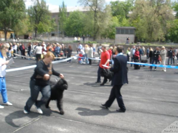 Фото: ньюфаундленд Плюшевая Панда Бархатная Роза (Plushevaya Panda Barhatnaya Roza)