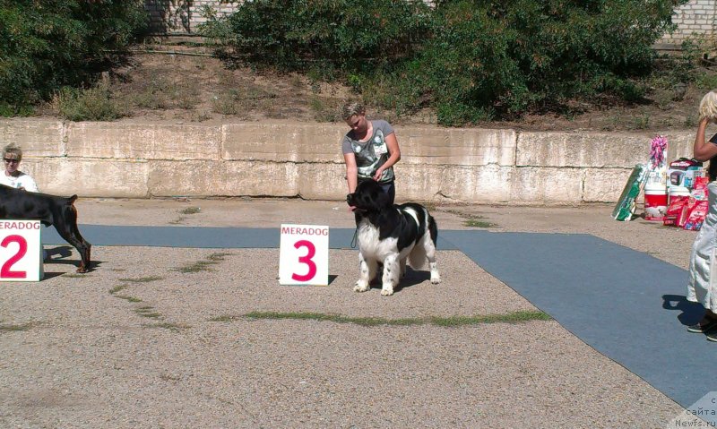 Фото: ньюфаундленд Черный Шарм Ванкувер