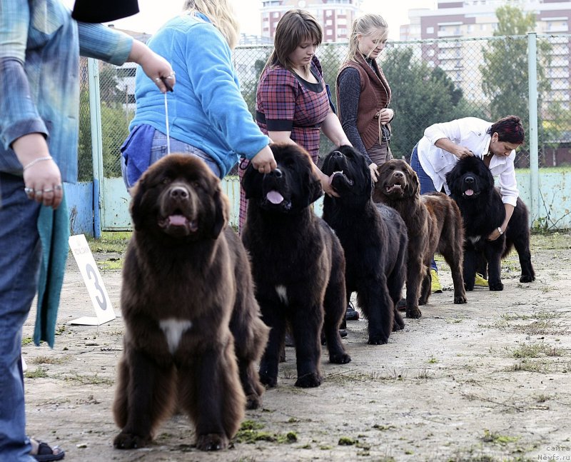 Фото: ньюфаундленд Акватория Келвин Хизер Хани (Aquatoriya Kelvin Heather Honey), ньюфаундленд Seabrooks Autumn Kiss for Sent Djons, ньюфаундленд Very Fairweathers Zhade, ньюфаундленд Чара Хани Лес (Chara Hani Les), ньюфаундленд Акватория Келвин Франшиза (Aquatoriya Kelvin Franshize)