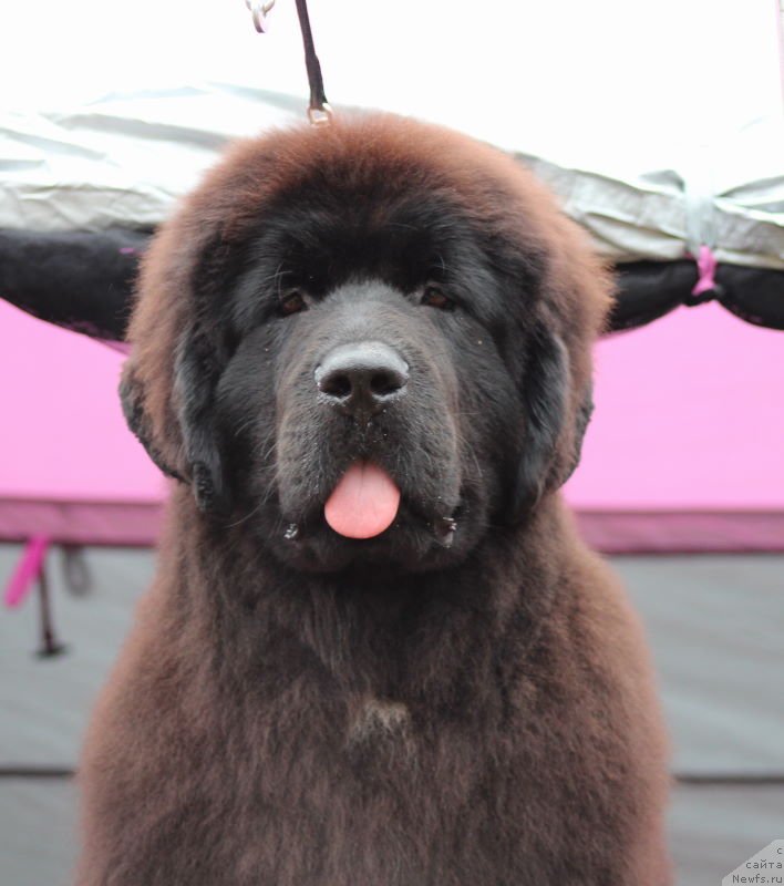 Фото: ньюфаундленд Акватория Келвин Щёголь (Aquatoriya Kelvin Schegol)