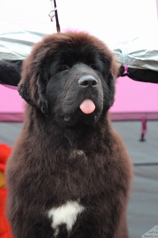 Фото: ньюфаундленд Акватория Келвин Щёголь (Aquatoriya Kelvin Schegol)