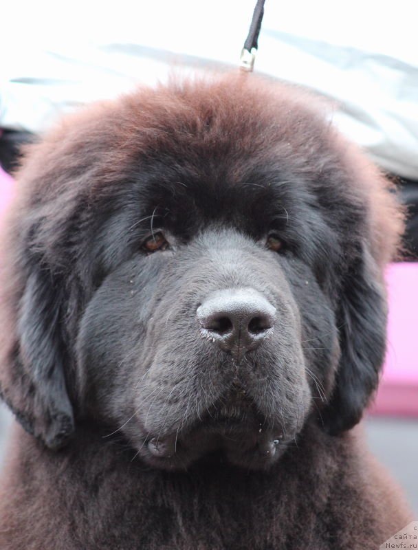 Фото: ньюфаундленд Акватория Келвин Щёголь (Aquatoriya Kelvin Schegol)