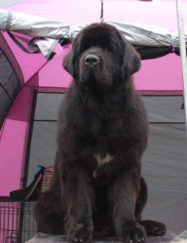 Фото: ньюфаундленд Акватория Келвин Франшиза (Aquatoriya Kelvin Franshize)