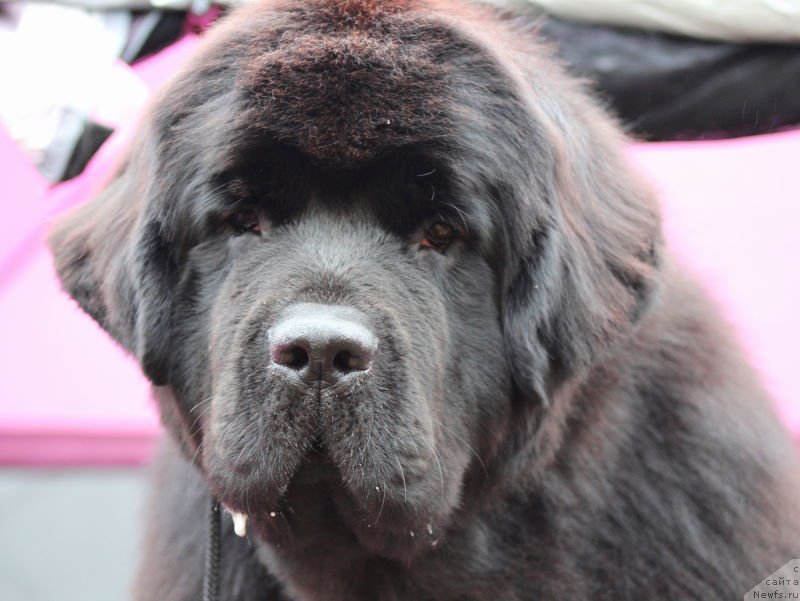 Фото: ньюфаундленд Акватория Келвин Франшиза (Aquatoriya Kelvin Franshize)