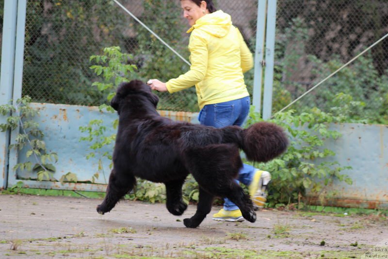 Фото: ньюфаундленд Акватория Келвин Франшиза (Aquatoriya Kelvin Franshize)