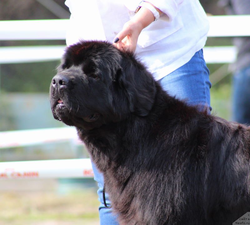 Фото: ньюфаундленд Акватория Келвин Франшиза (Aquatoriya Kelvin Franshize)