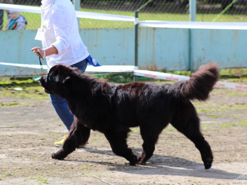 Фото: ньюфаундленд Акватория Келвин Франшиза (Aquatoriya Kelvin Franshize)