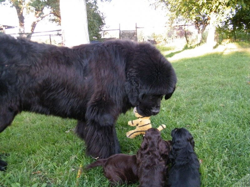 Фото: ньюфаундленд Альфа Таури Династия Совершенства (Аlpha Tauri Dinastiya Soverchenstva)