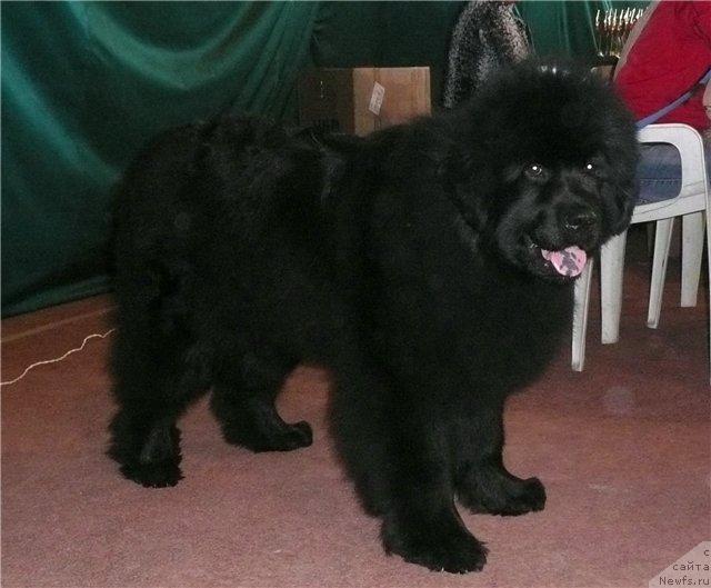 Фото: ньюфаундленд Данс Мемори Верона Лайф