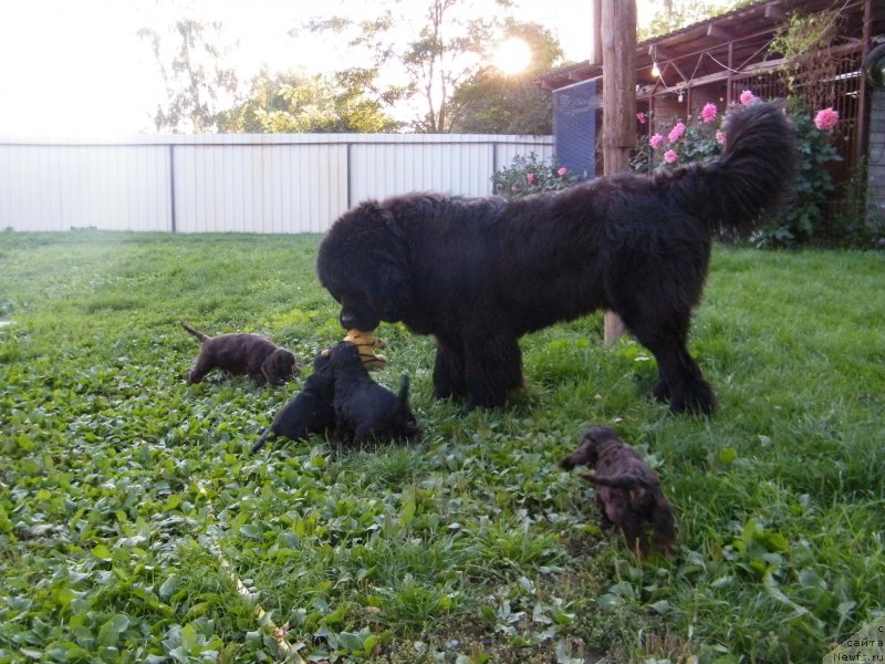 Фото: ньюфаундленд Альфа Таури Династия Совершенства (Аlpha Tauri Dinastiya Soverchenstva)