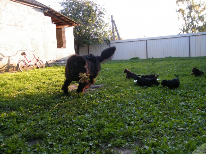 Фото: ньюфаундленд Альфа Таури Династия Совершенства (Аlpha Tauri Dinastiya Soverchenstva)