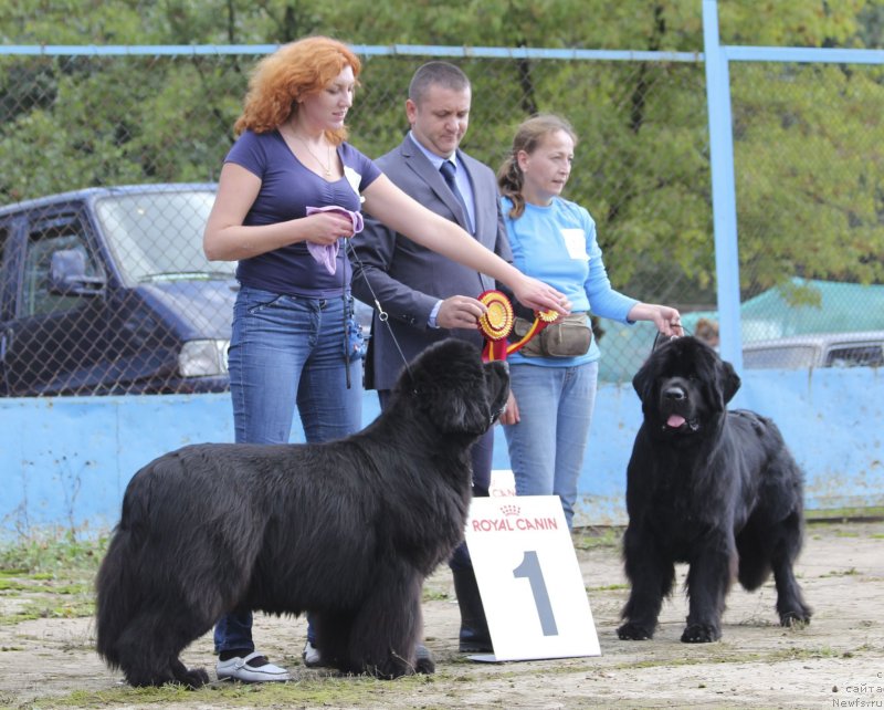Фото: ньюфаундленд Топтыжка Герой Нашего Времени (Toptyzhka Geroy Nashego Vremeni), ньюфаундленд Жолли Вандерфулл из Медвежьего Яра (Zholli Wonderfull iz Medvejyego Yara)