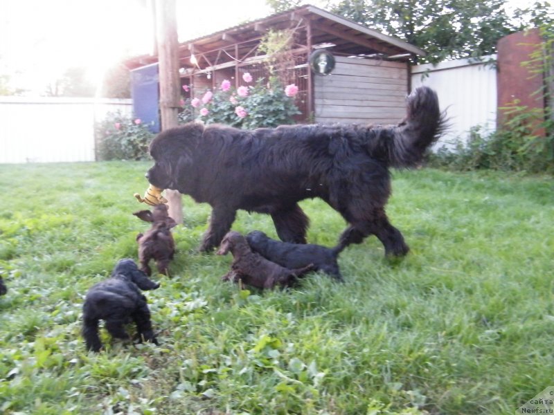 Фото: ньюфаундленд Альфа Таури Династия Совершенства (Аlpha Tauri Dinastiya Soverchenstva)