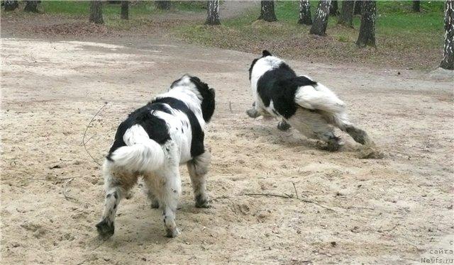 Фото: ньюфаундленд Супер Бизон Арго (Super Bizon Argo), ньюфаундленд Плюшевая Панда Ла Белла